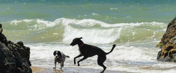 Dog Friendly Holidays With Hot Tub Near Beach