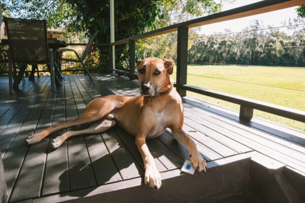 Dog Friendly Motel Gold Coast