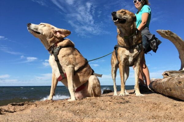 Dog Friendly Vacations Midwest For Couples