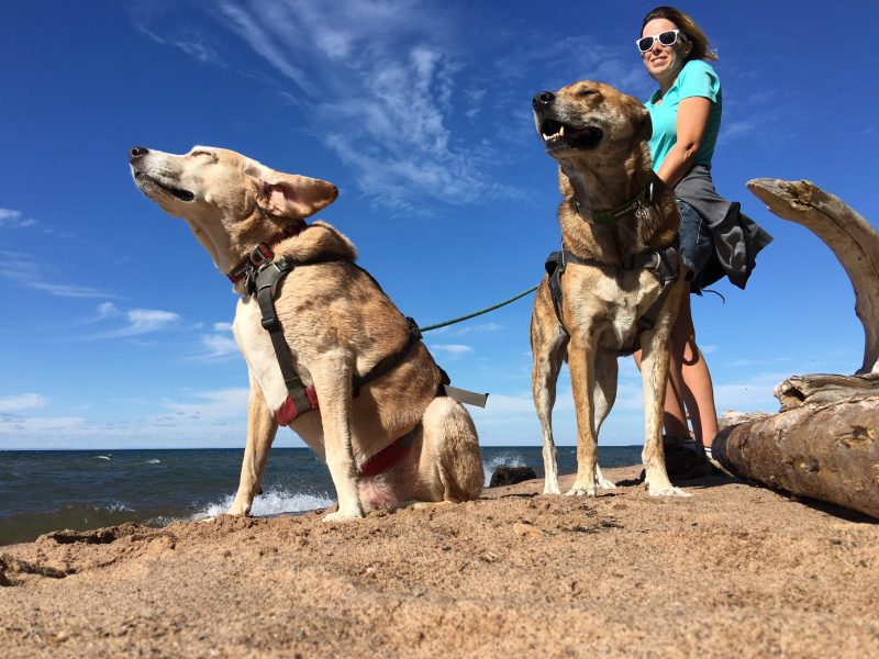 Dog Friendly Vacations Midwest For Couples