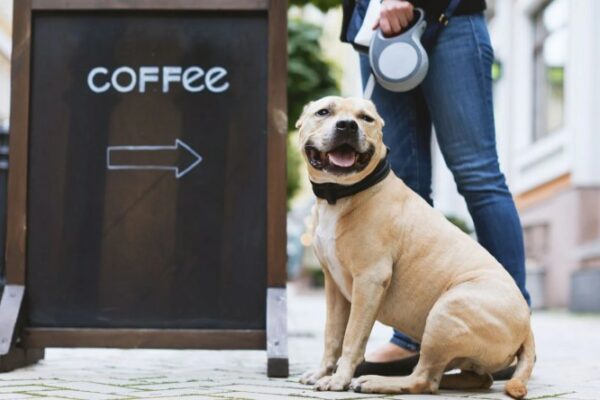 Best Dog Friendly Cafes Jersey