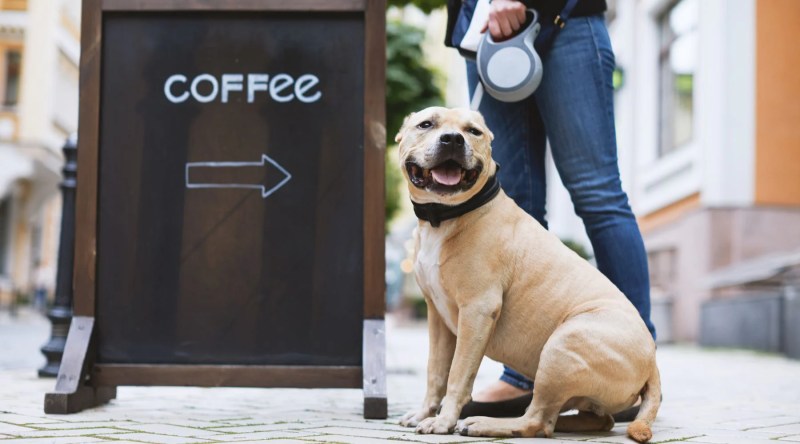 Best Dog Friendly Cafes Jersey