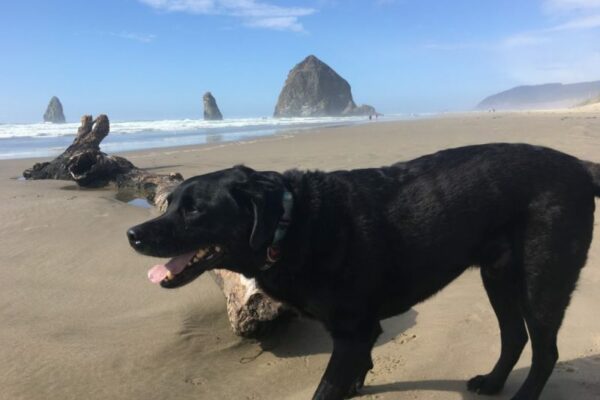 Dog Friendly Vacations West Coast