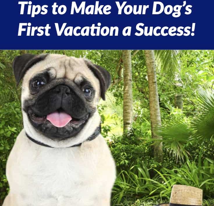 Where Can You Take Your Dog On Vacation