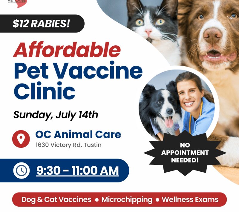 Low Cost Vaccines For Cats Near Me