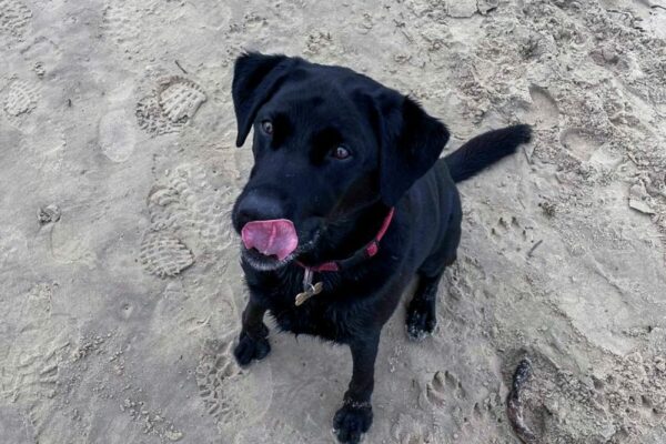 Best Dog Friendly Beaches Jurassic Coast